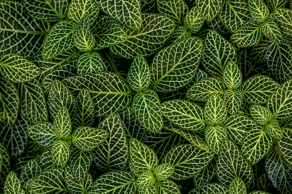 Foto macro de plantas de hojas verdes