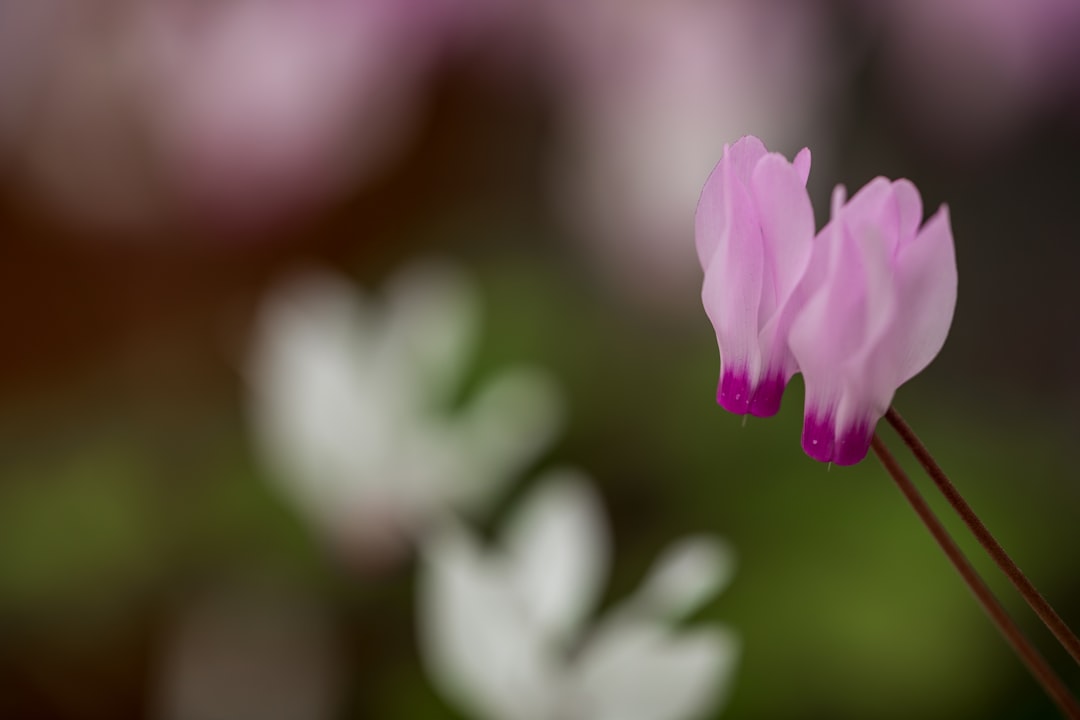 macro photo of pink-petaled flower