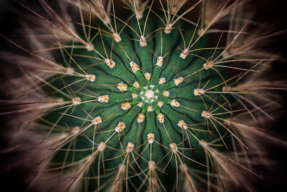 cactus plant photography