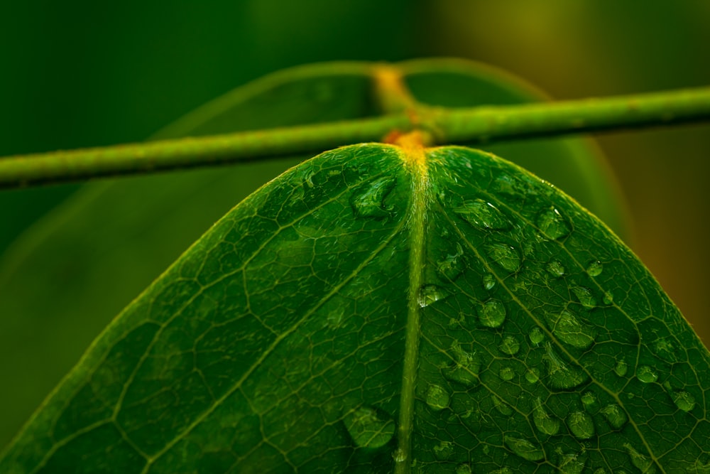 macro photo of water droplets on leaf