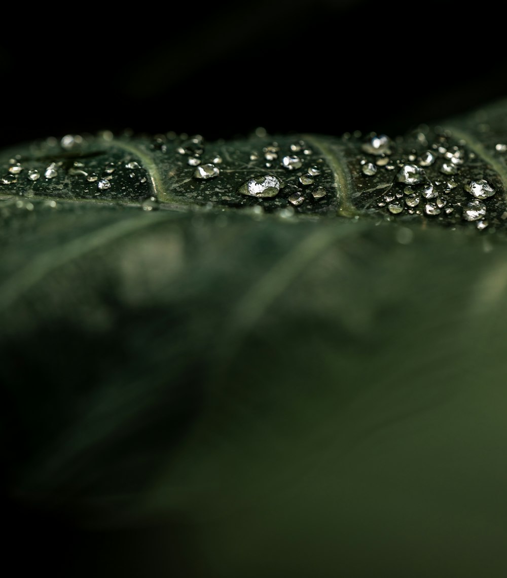 a close up of a leaf with drops of water on it