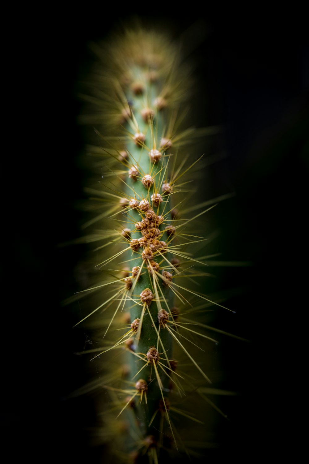 green cactus