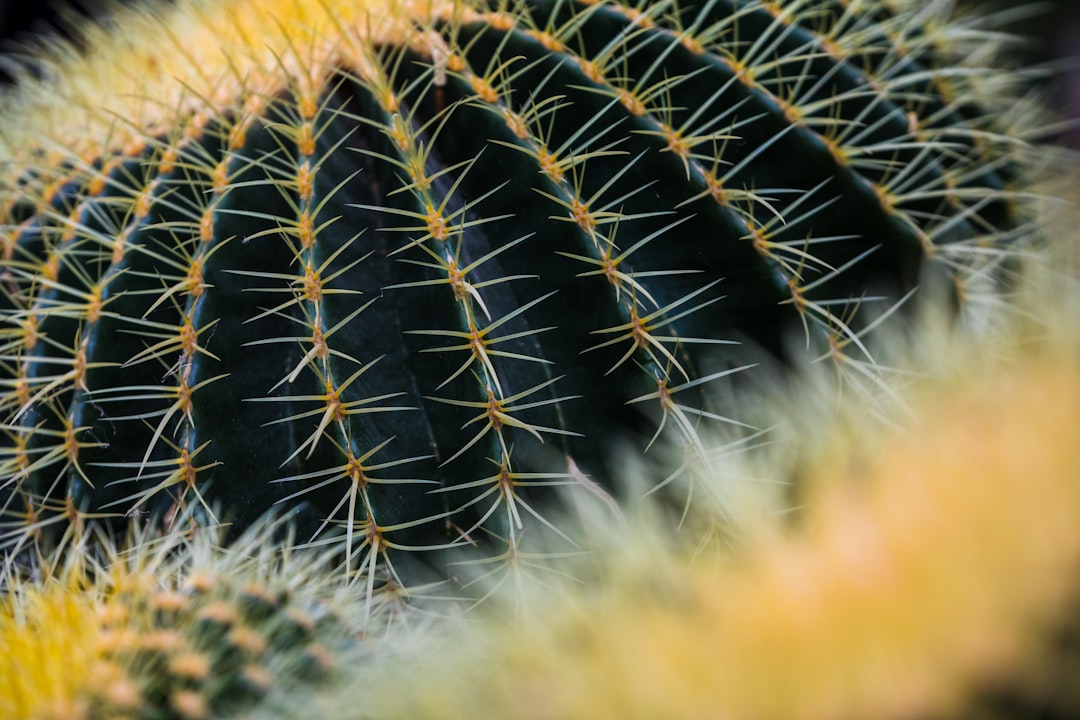 cactus plant close-up photography