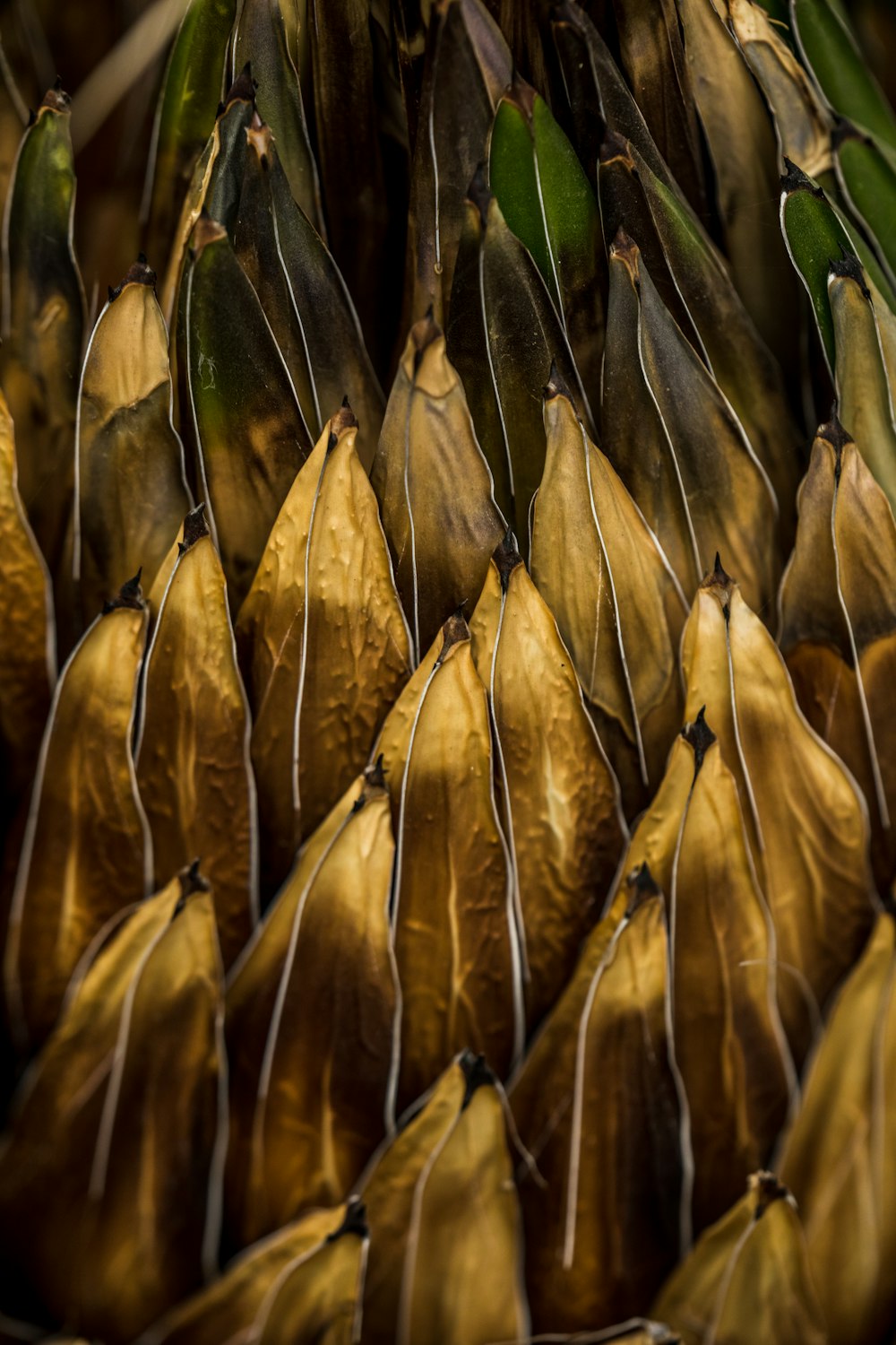 brown leaves