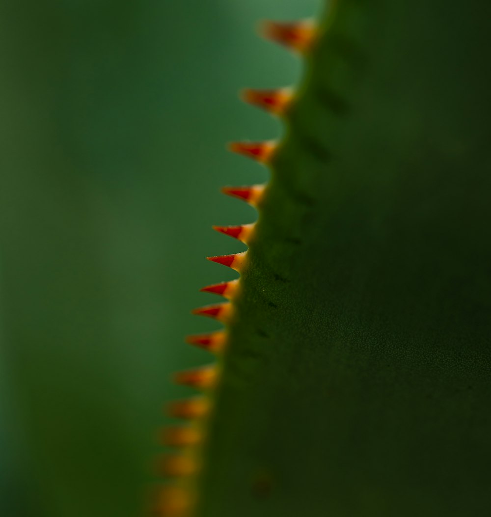 cactus plant close-up photography