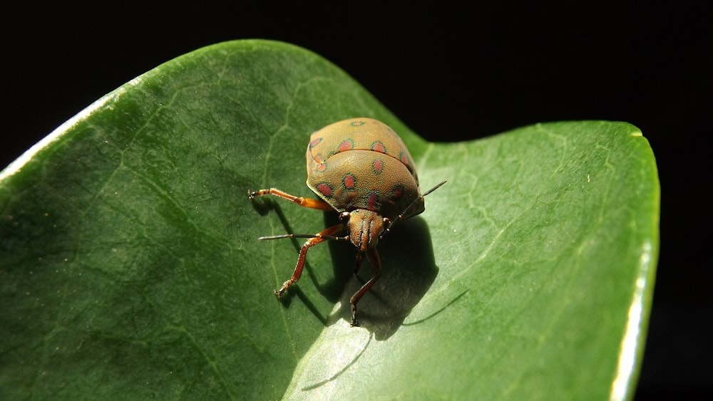 macro photo of brown and green bug on leaf