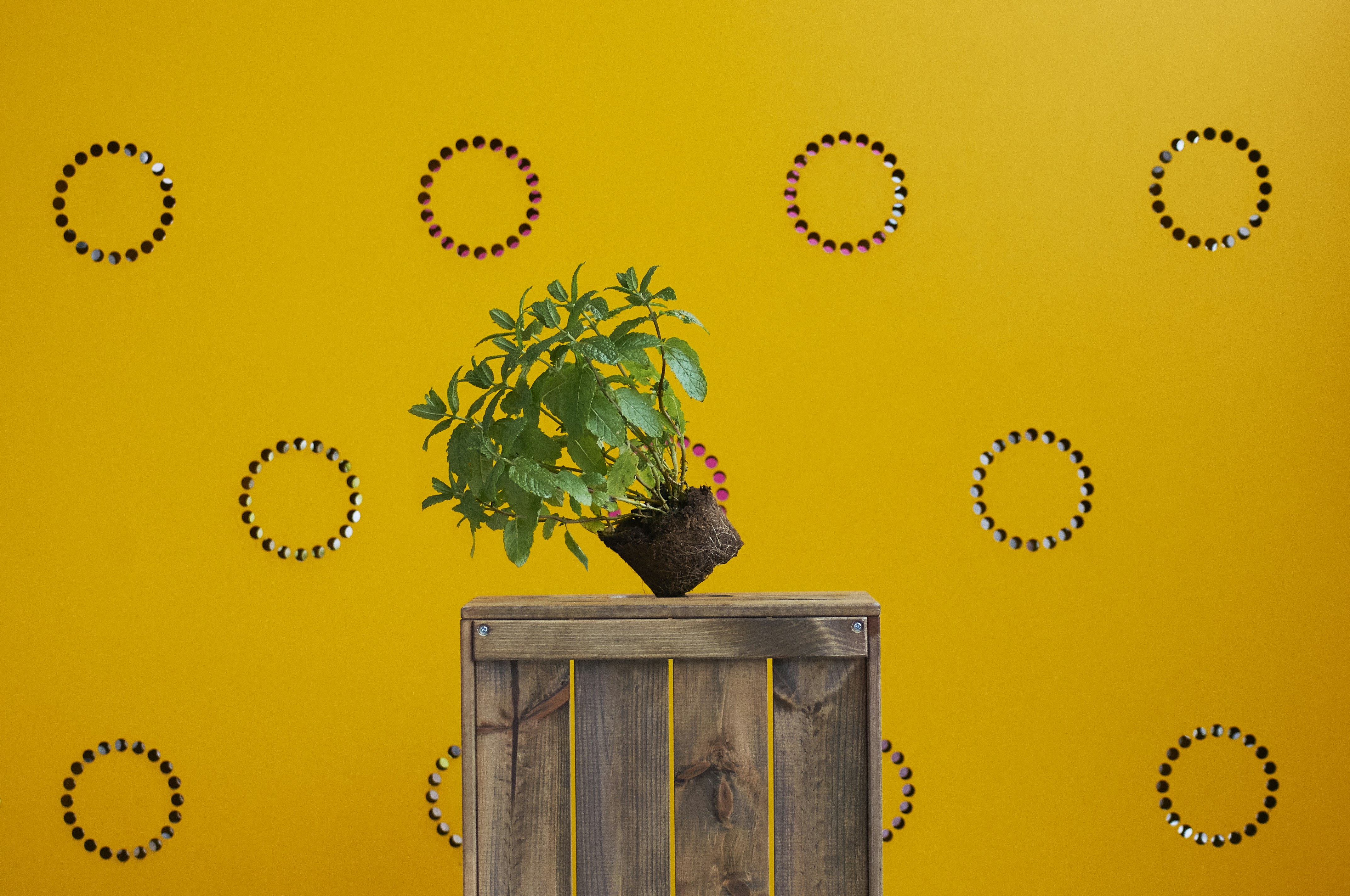 green-leafed potted plant