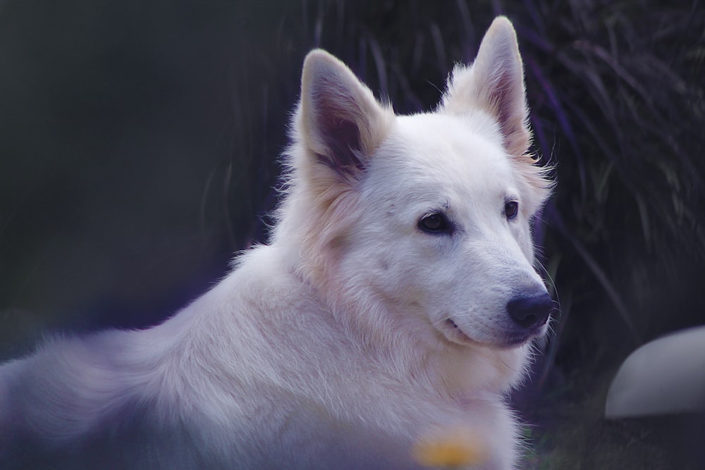 adult white dog