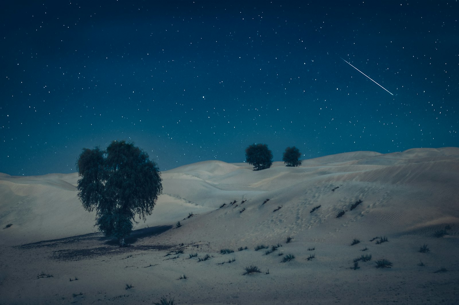 AF Zoom-Nikkor 35-70mm f/2.8D sample photo. Green tree on desert photography