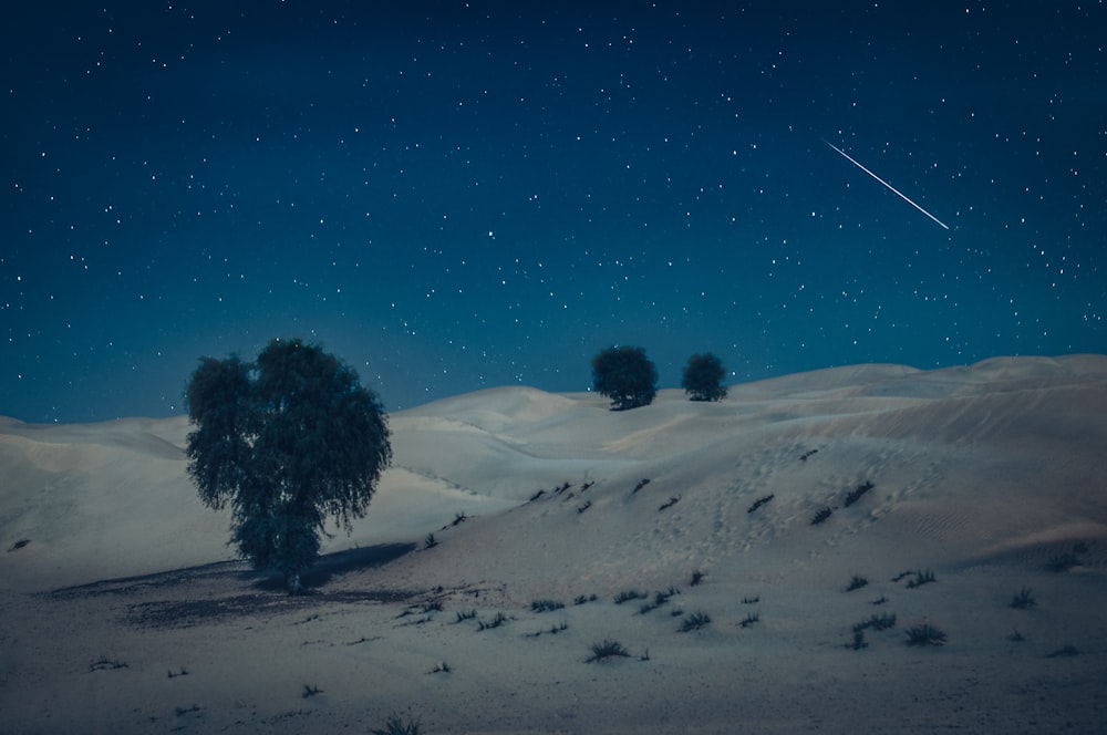 Grüner Baum in der Wüste während der Nacht