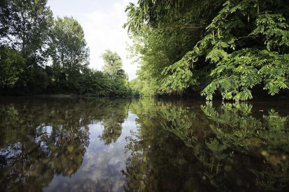 Cuerpo de agua rodeado de árboles verdes