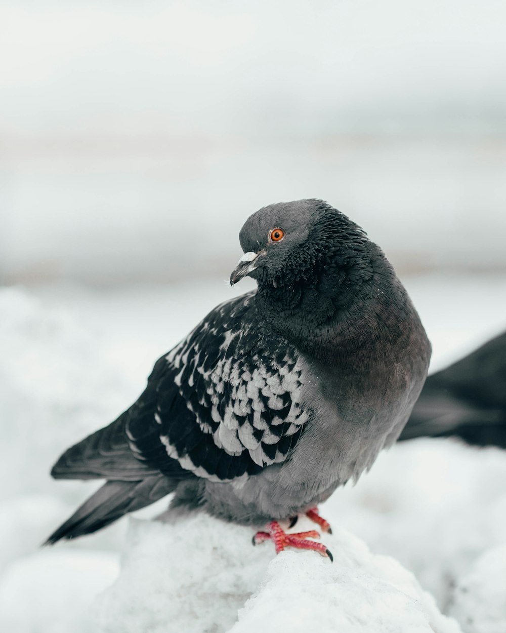 gray and black bird on snow