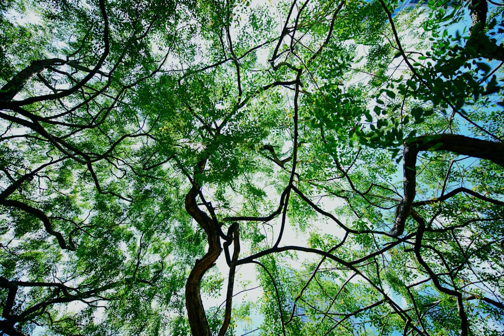 low-angle photography of forest