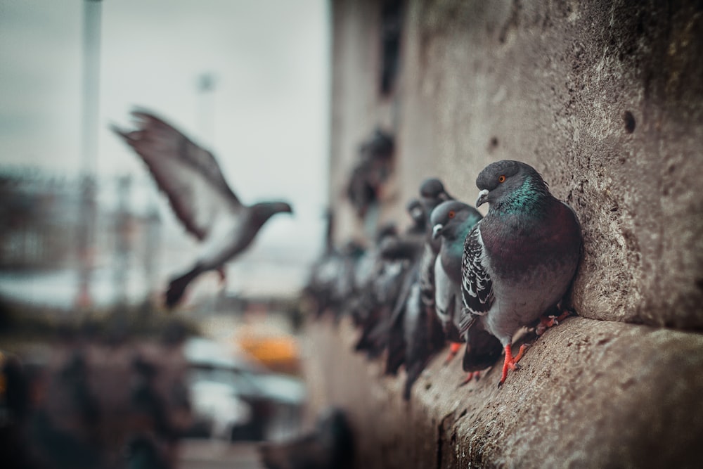 selective focus photo of pigeons