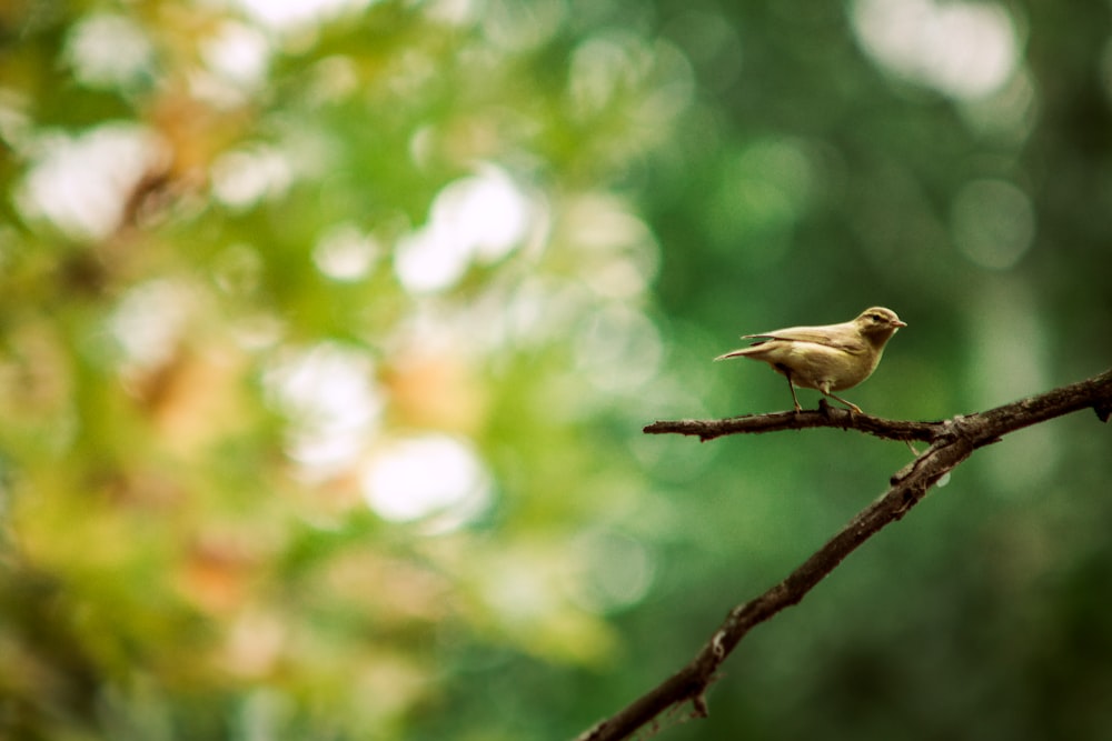 selective focus photo of hummingbird with bokeh lights