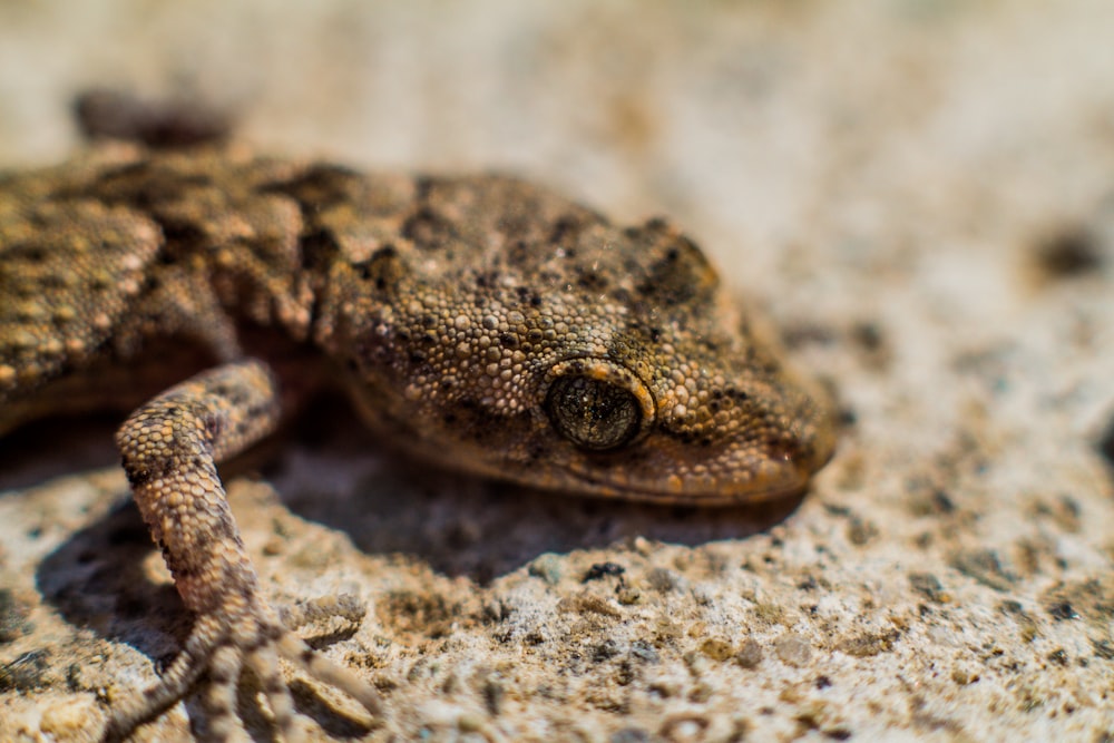 brown and black lizard