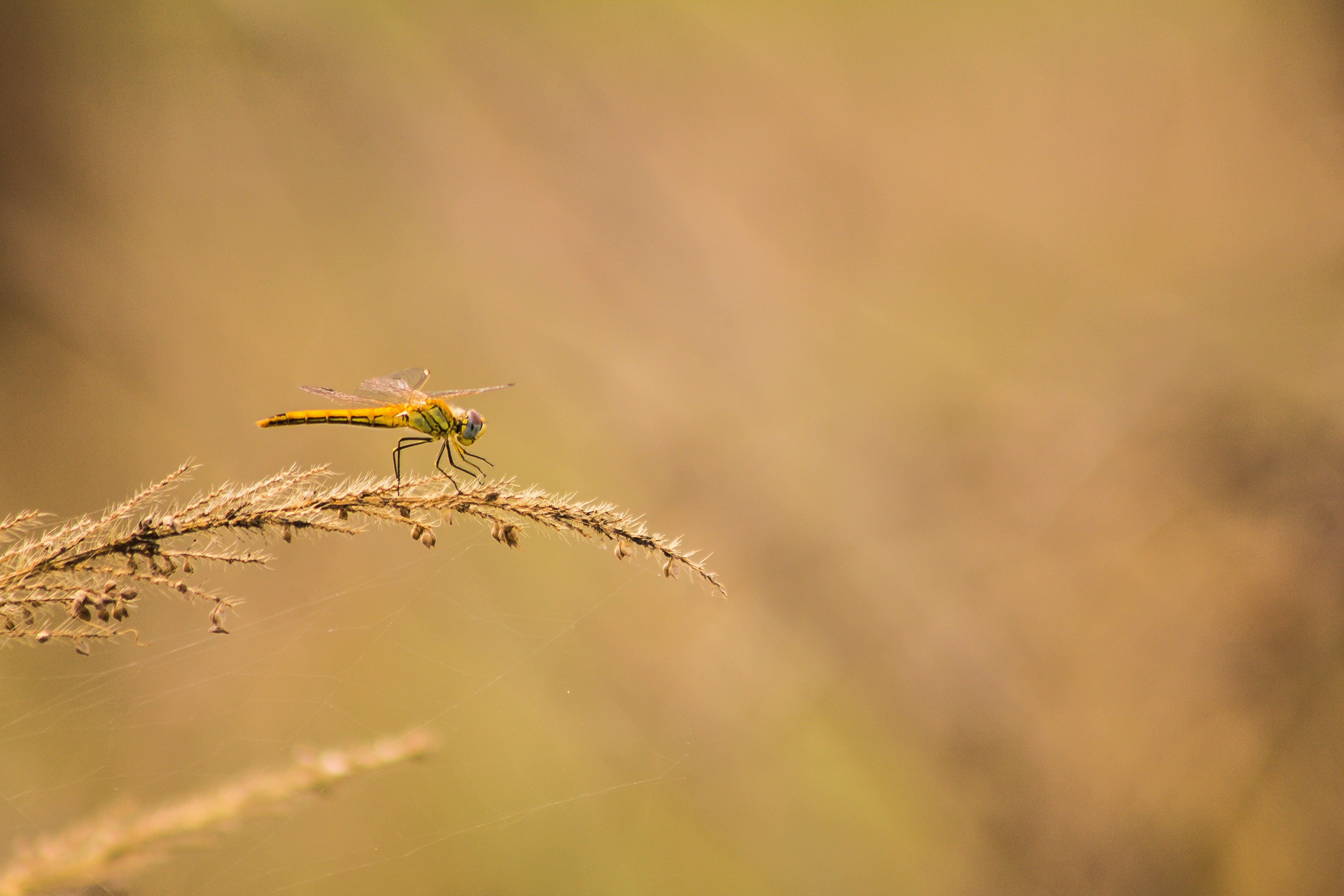 macro photo of dragonfly