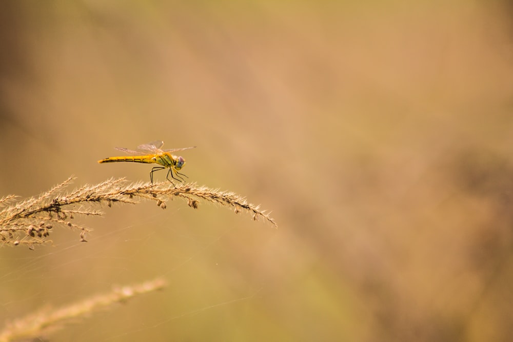 macro photo of dragonfly