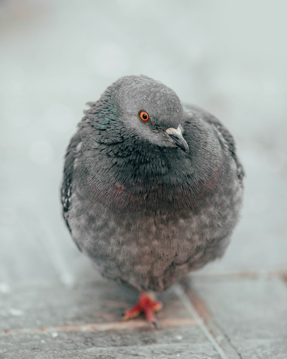 selective focus photo of pigeon