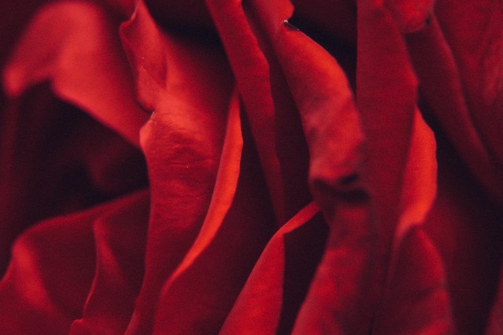 macro photo of red rose flower