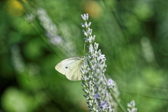 A gentle butterfly resting on a lavender flower, symbolizing transformation and new beginnings.