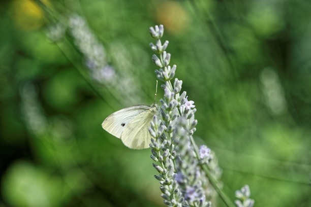 A gentle butterfly resting on a lavender flower, symbolizing transformation and new beginnings.