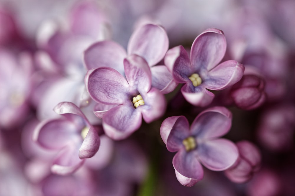 Nahaufnahme von rosafarbenen, verkrusteten Blüten