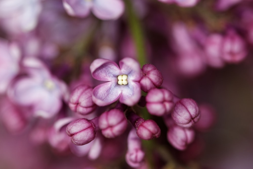 pink lilac flowers