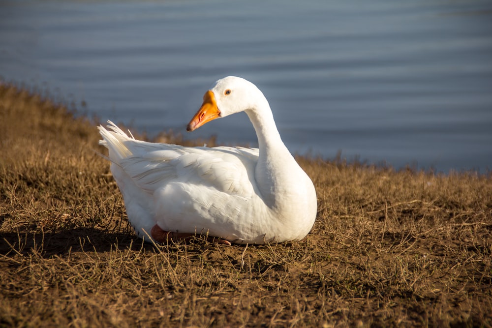 white goose on grass field near body of water