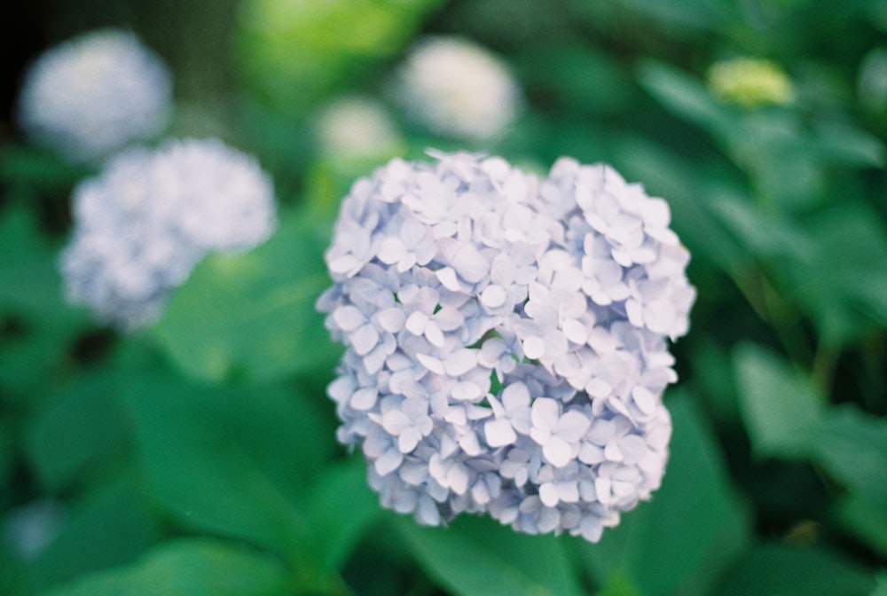 white petaled flowers