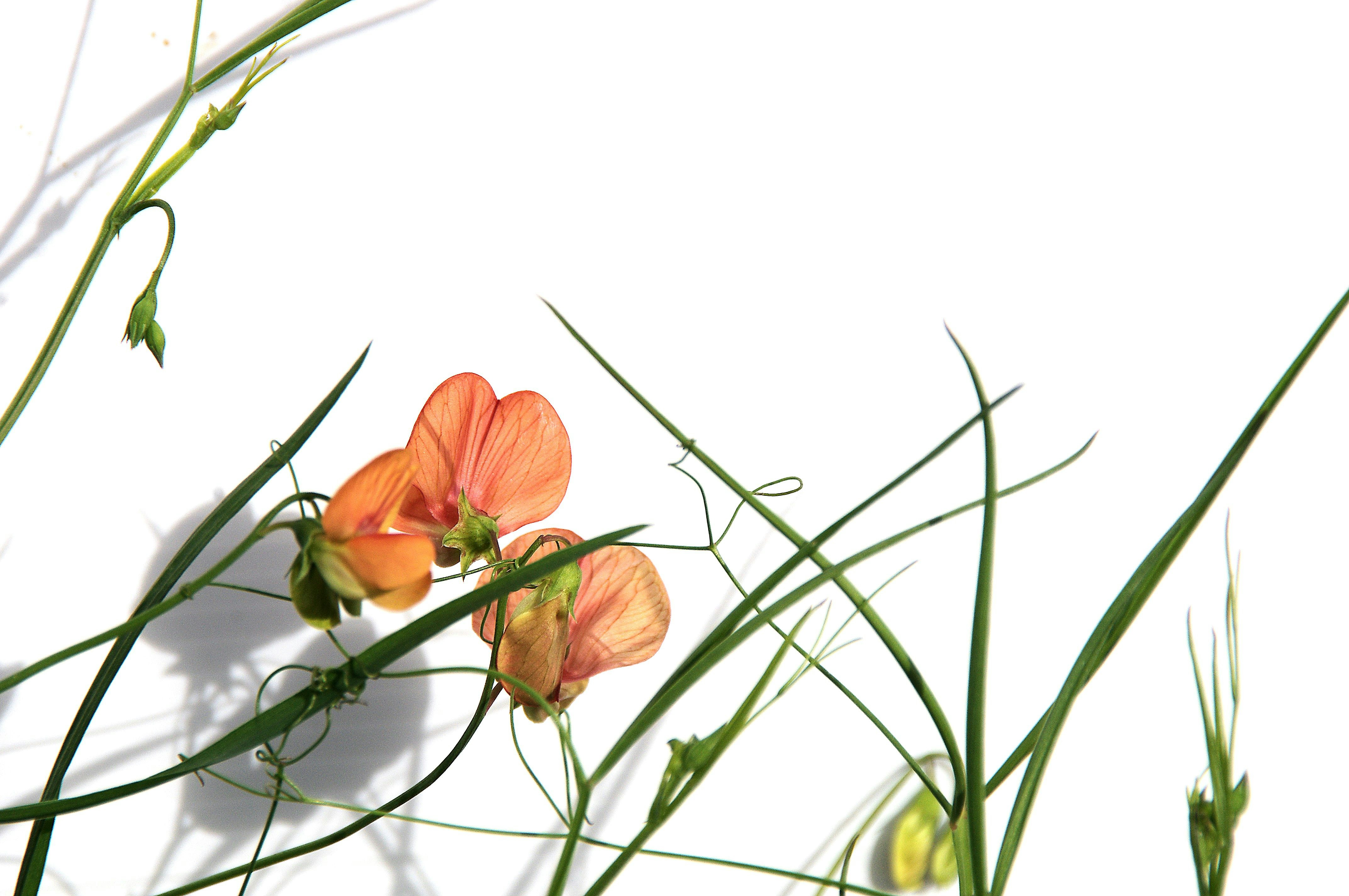 Photo by marinashemesh