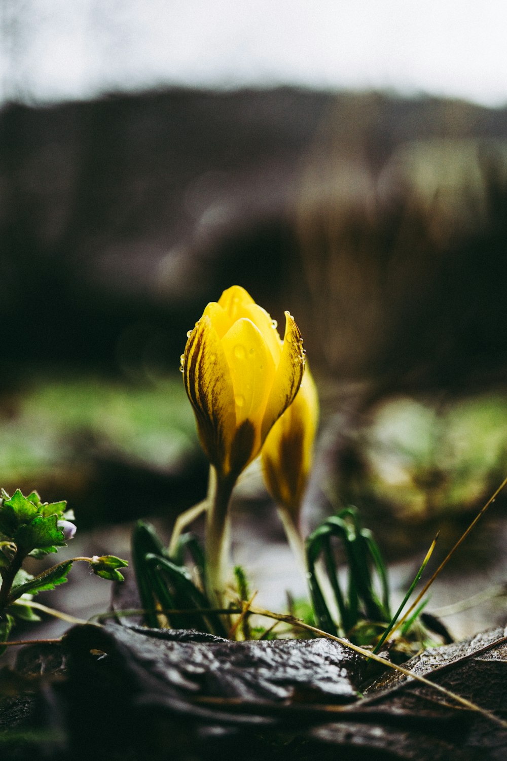 close-up photography of yellow flower