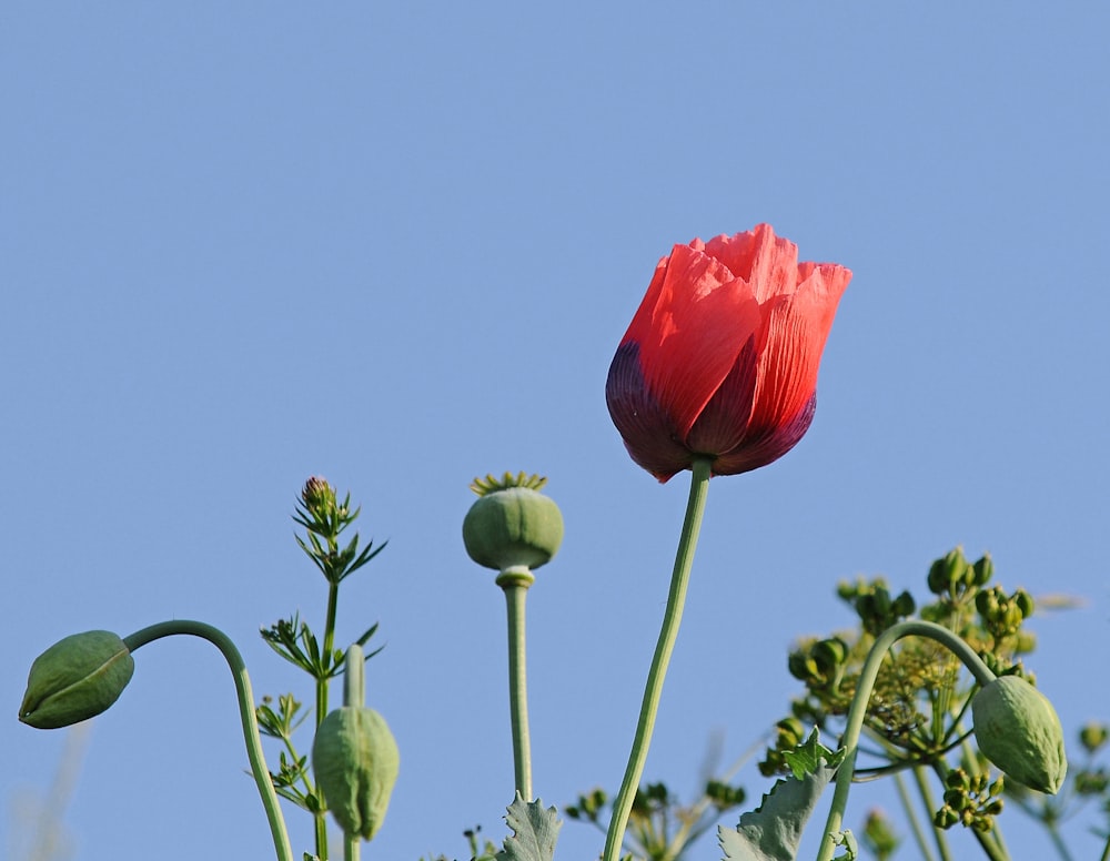 red and green flowers