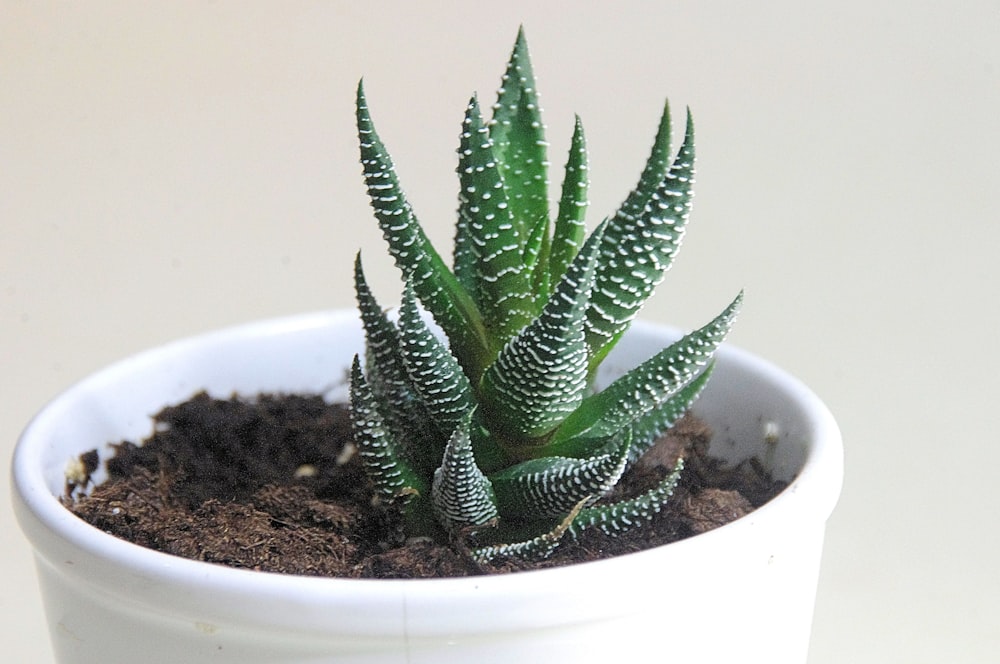 green succulent