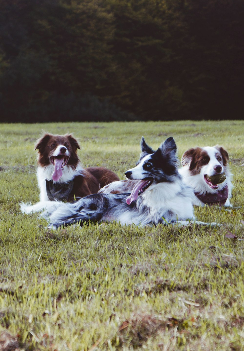 3 border collie lying on green grass