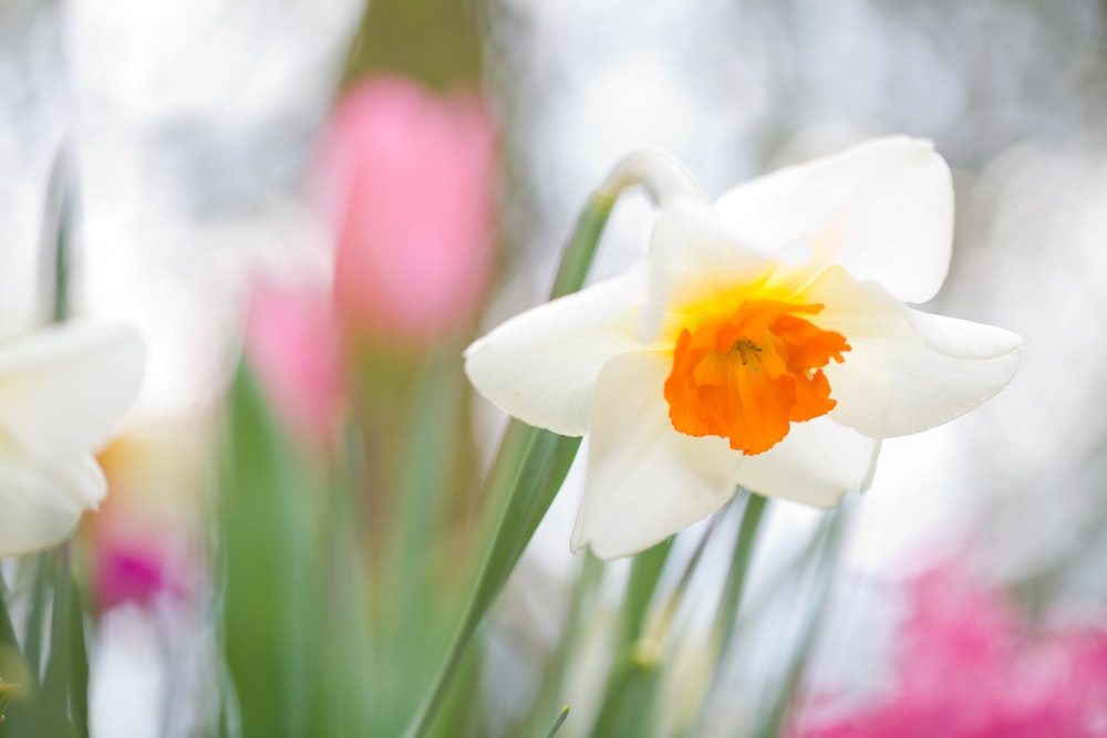 close up photography of white petaled flower