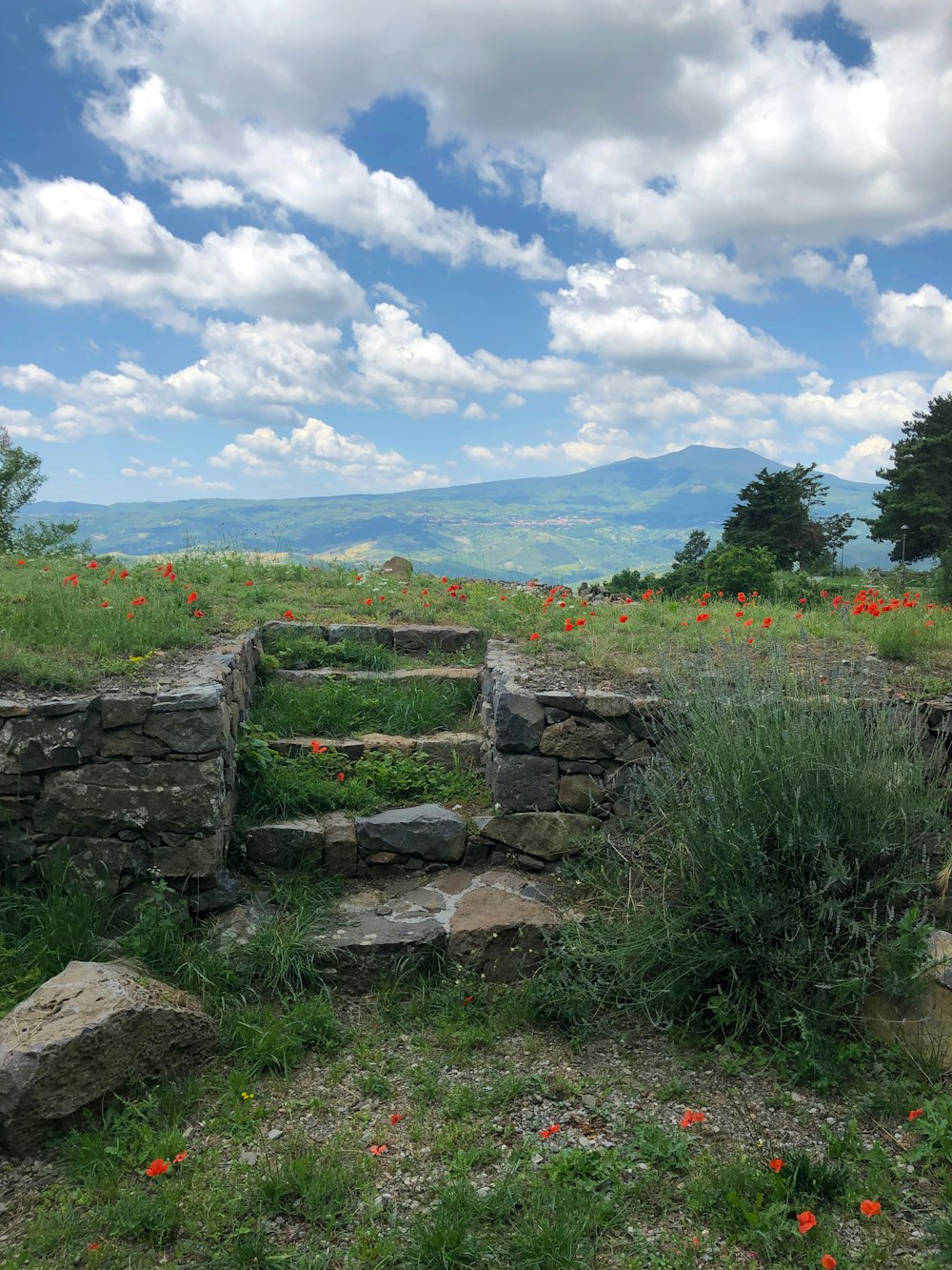 field of red petaled flower near mountain