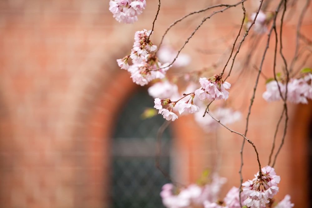 selective focus photography of white petaled flowers