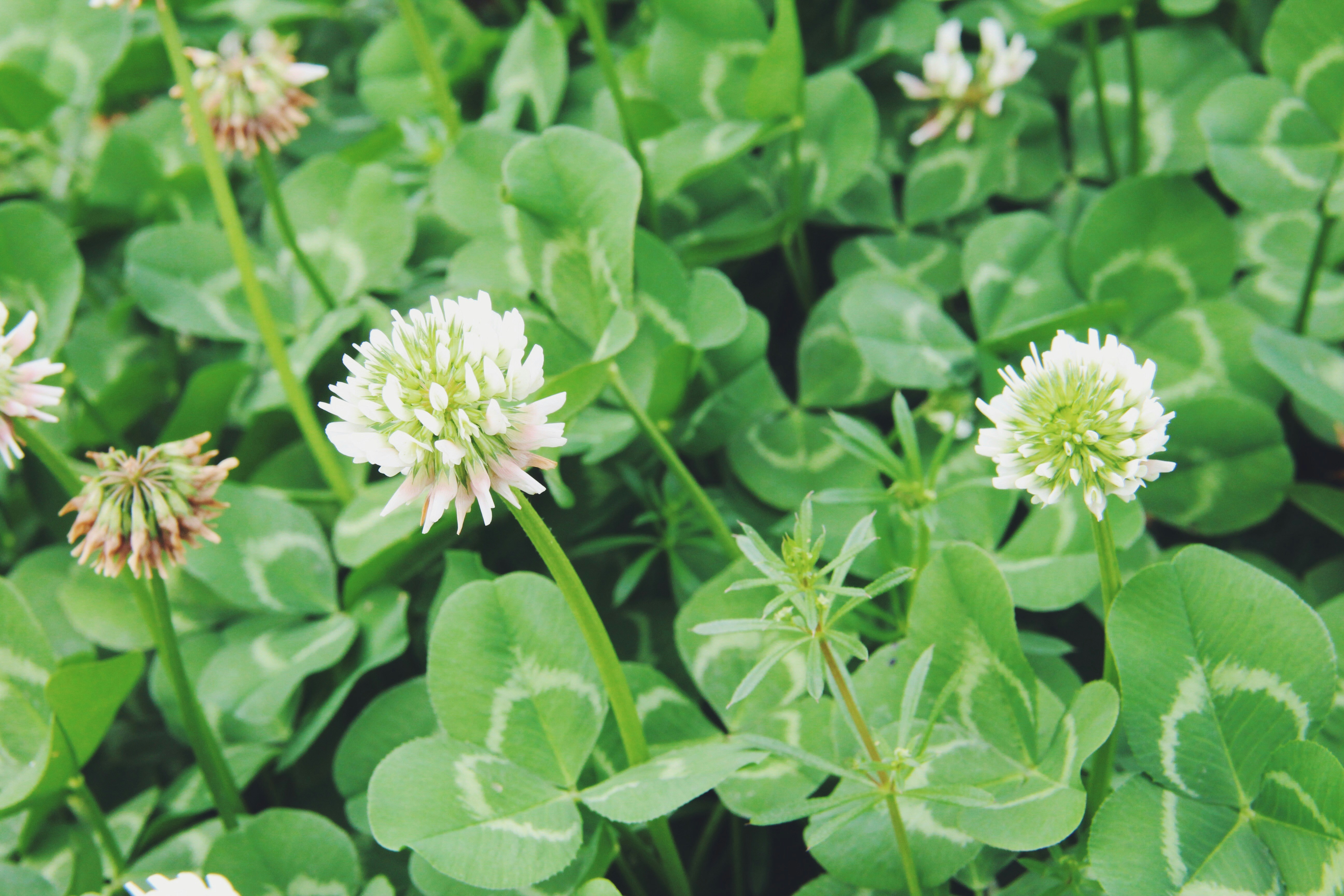 clover varieties