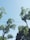 Tall trees with lush green leaves reach towards a clear blue sky. Several power lines stretch horizontally across the scene, slicing through the natural landscape.