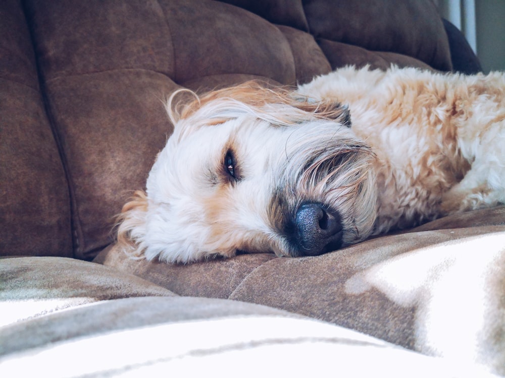 maltese on brown sofa