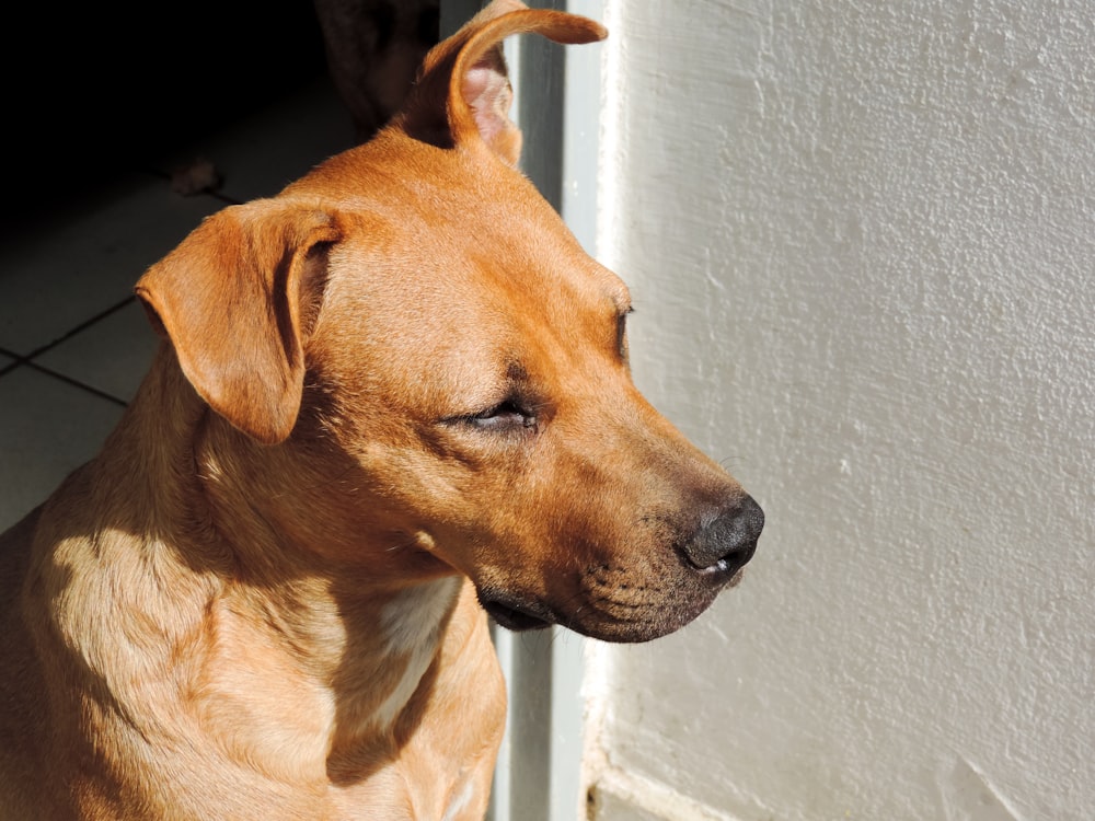 short-coated brown dog