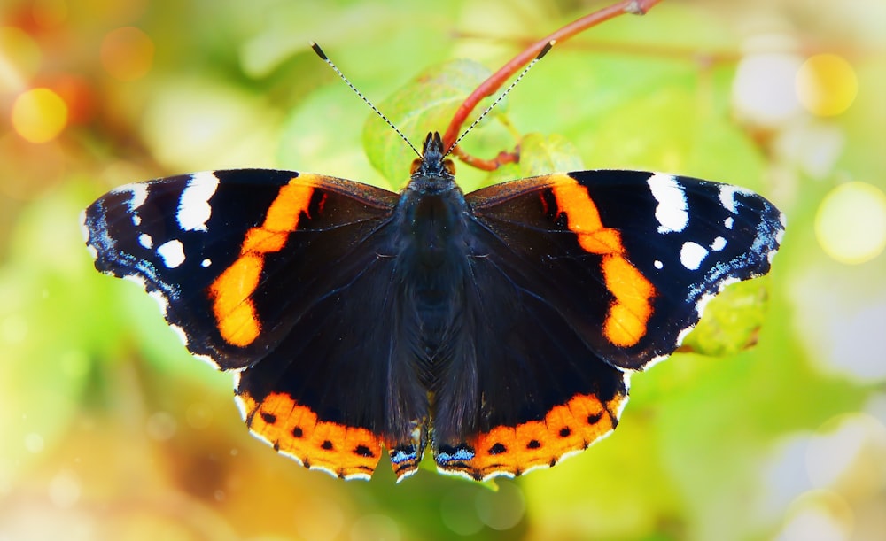 black, orange, and white butterfly