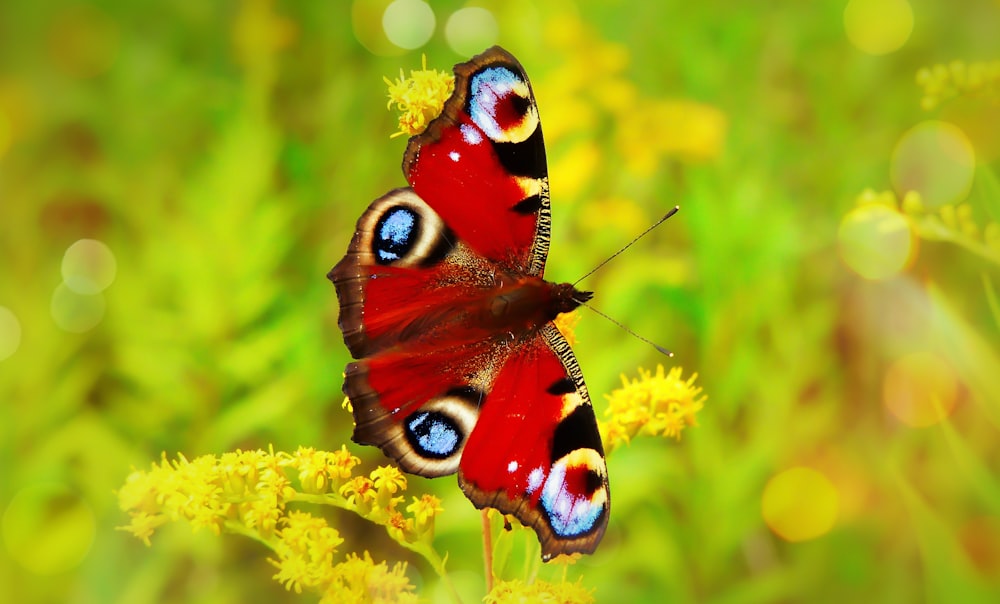 red peacock butterfly