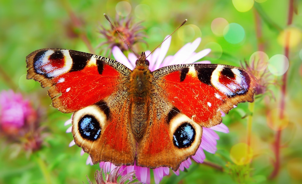 red and black butterfly