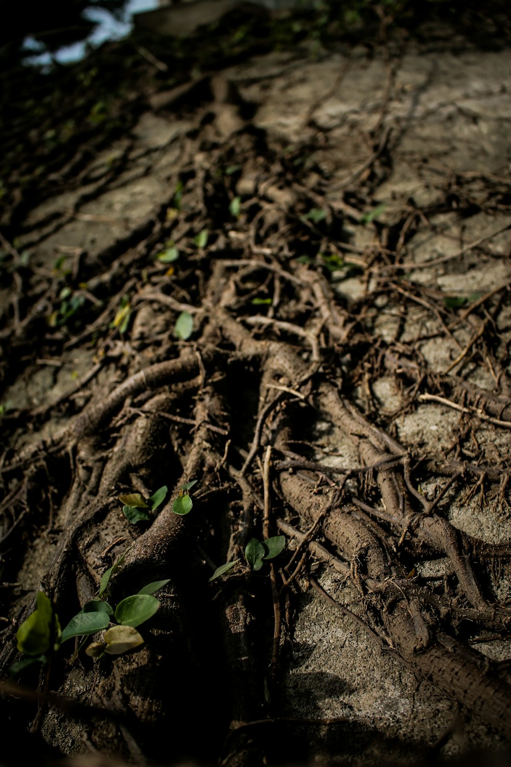 green leaf plant