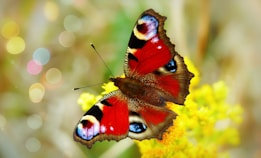 A vibrant butterfly with striking red, black, and blue patterns on its wings is perched delicately on a cluster of yellow flowers. The background is softly blurred with circular light effects, adding a dreamy feel to the scene.