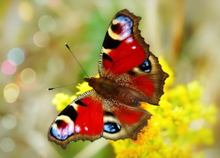 red and multicolored butterfly perch on yellow petaled flower