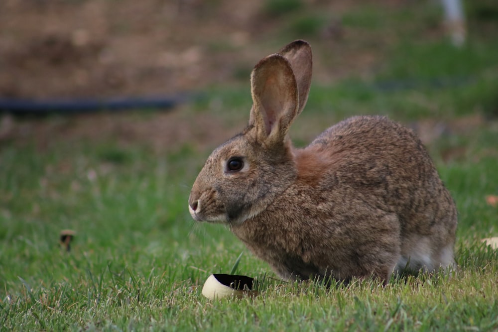 토끼의 선택적 초점 사진