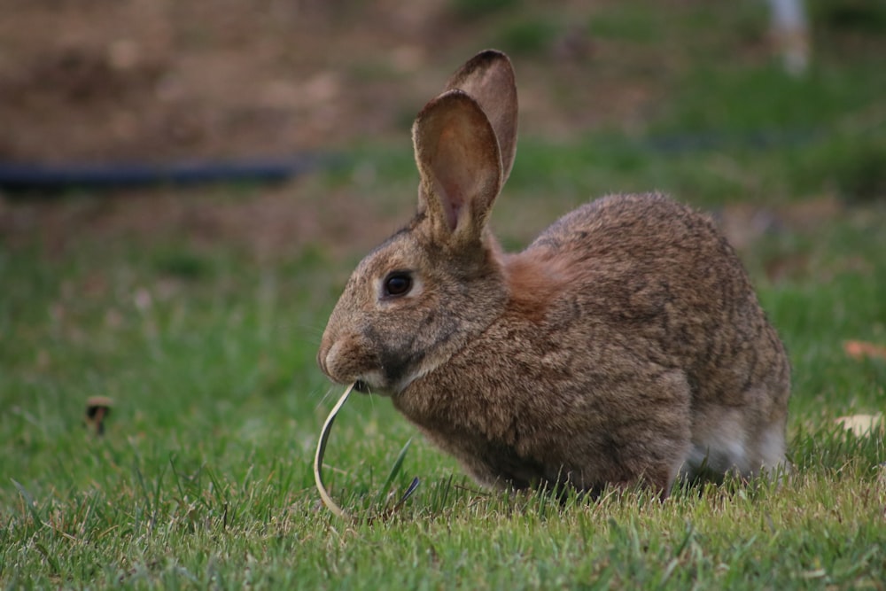 brown rabbit